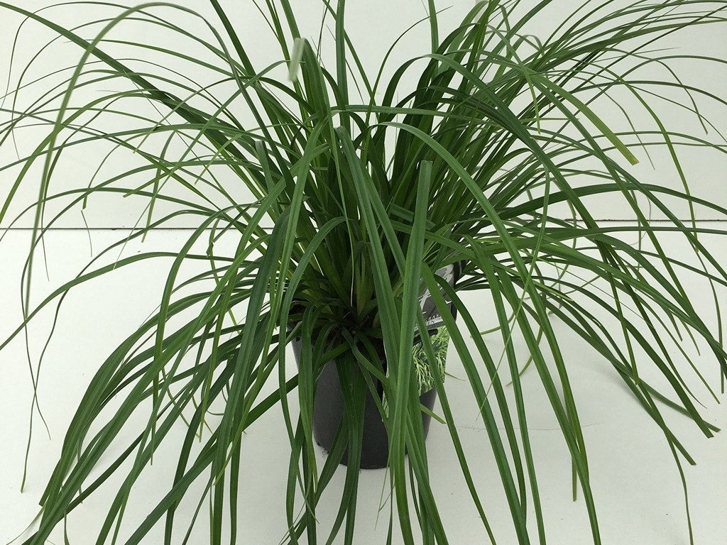  Zegge (Carex 'Evergreen')