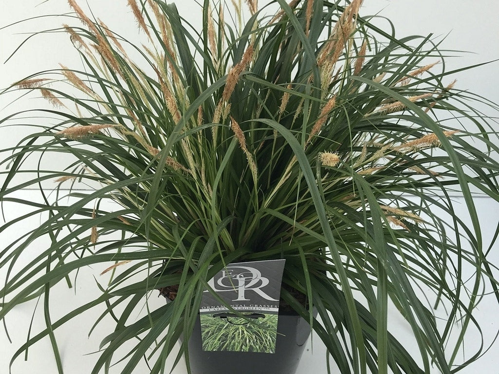  Zegge (Carex 'Evergreen')