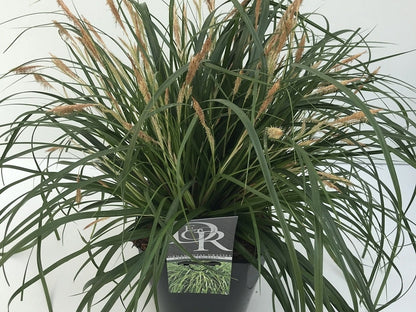  Zegge (Carex 'Evergreen')