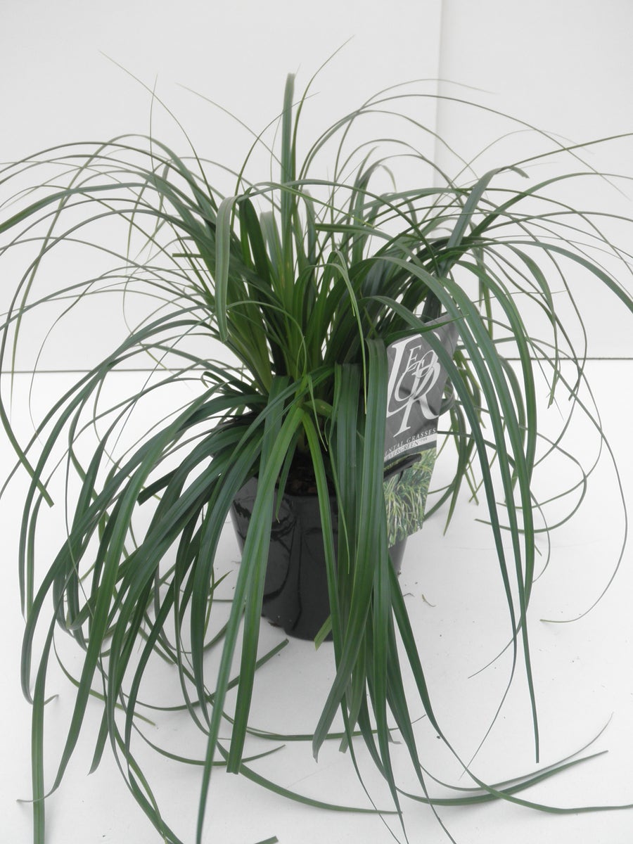  Zegge (Carex 'Evergreen')