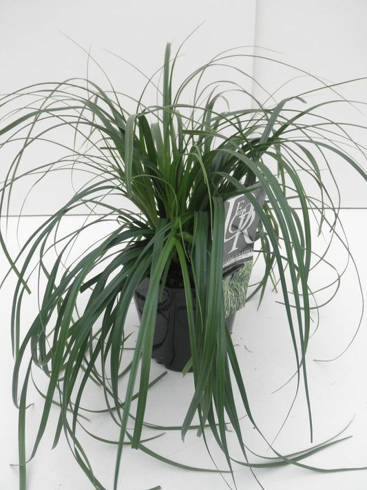  Zegge (Carex 'Evergreen')