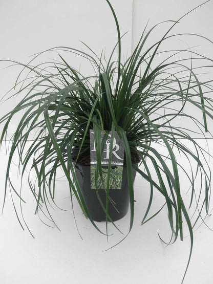  Zegge (Carex 'Evergreen')