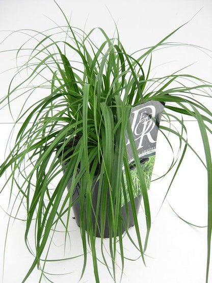  Zegge (Carex 'Evergreen')