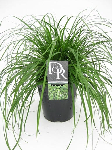  Zegge (Carex 'Evergreen')