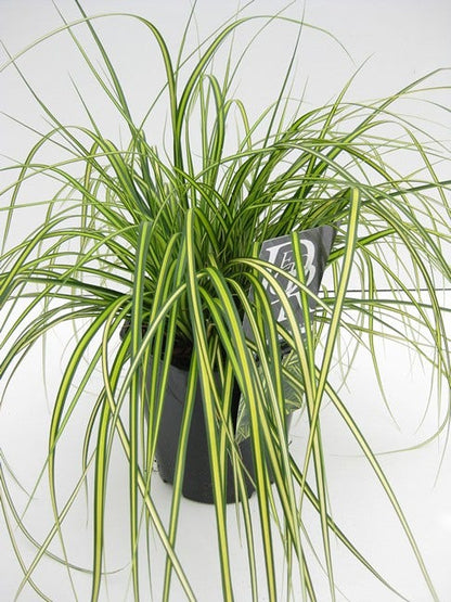  Zegge (Carex Eversheen)