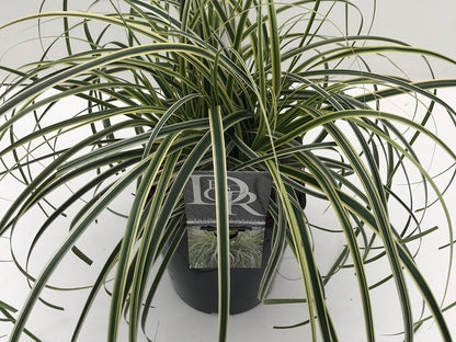  Zegge (Carex 'Feather Falls')