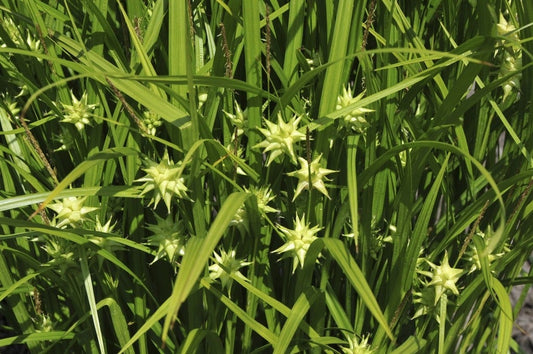  Morgenster (Carex Grayi)