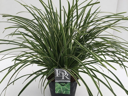  Zegge (Carex Morrowii 'Ice Dance') BIO