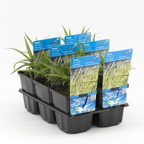 Treurzegge (Carex Pendula)
