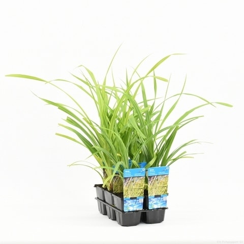  Treurzegge (Carex Pendula)