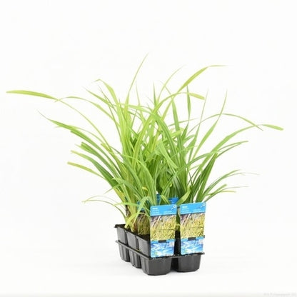  Treurzegge (Carex Pendula)