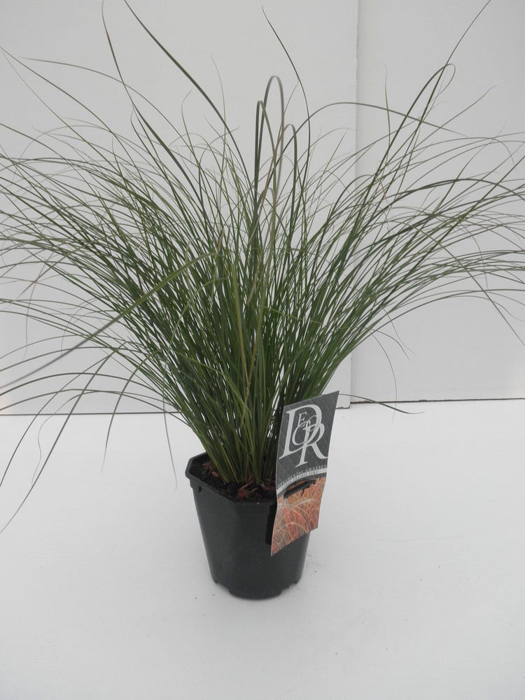  Zegge (Carex 'Prairie Fire')