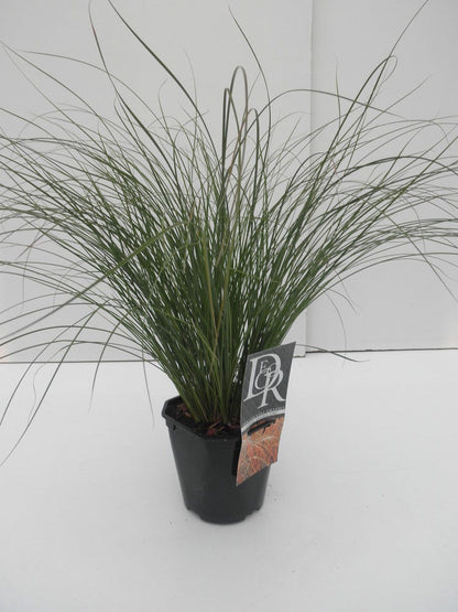  Zegge (Carex 'Prairie Fire')