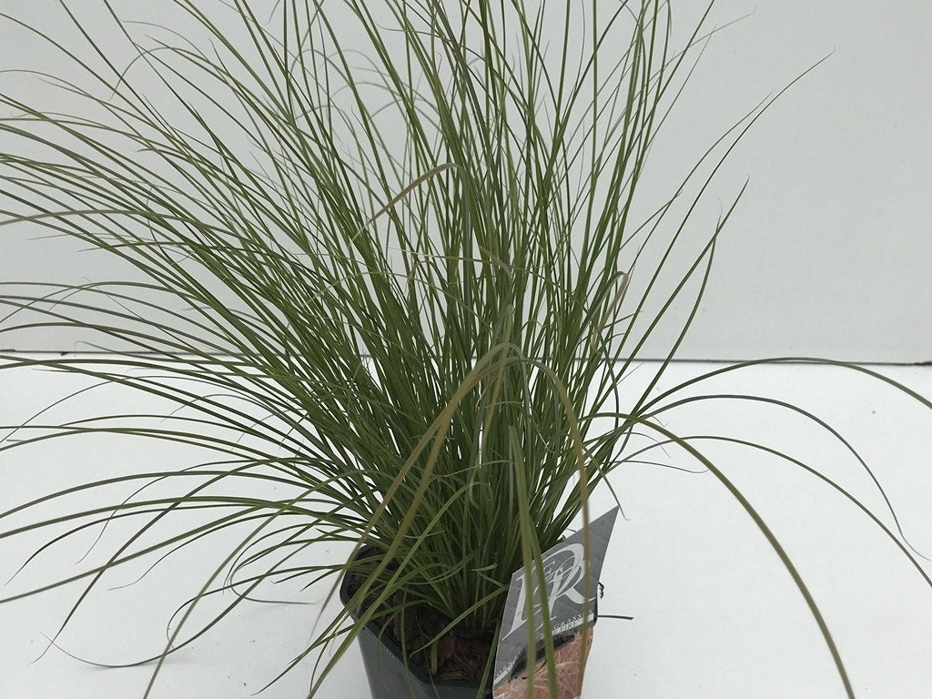  Zegge (Carex 'Prairie Fire')
