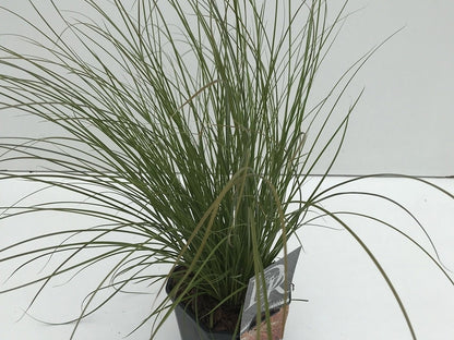  Zegge (Carex 'Prairie Fire')