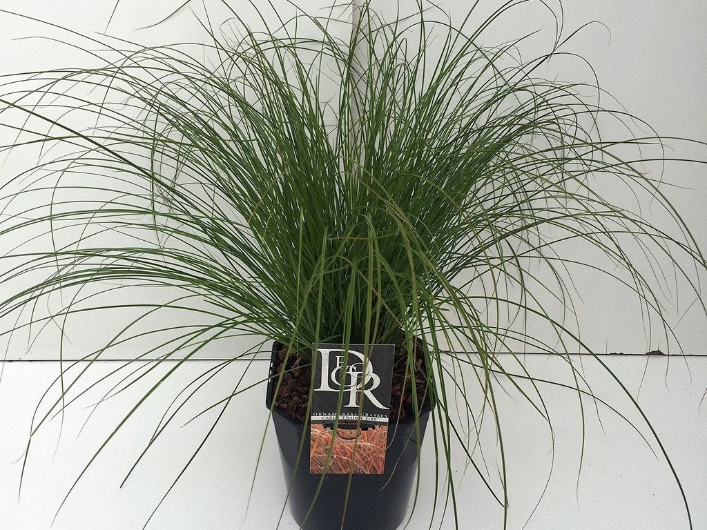 Zegge (Carex 'Prairie Fire')