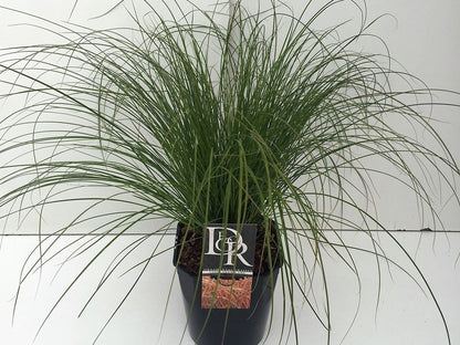  Zegge (Carex 'Prairie Fire')