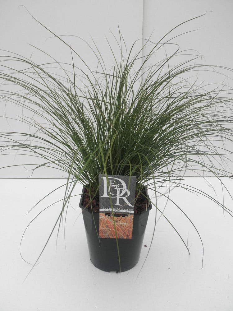 Zegge (Carex 'Prairie Fire')