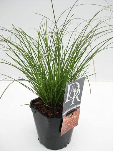  Zegge (Carex 'Prairie Fire')