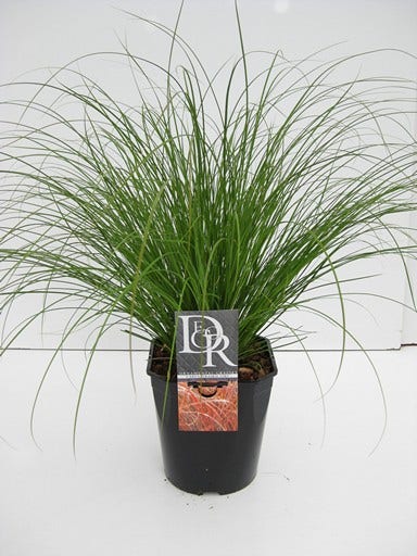  Zegge (Carex 'Prairie Fire')
