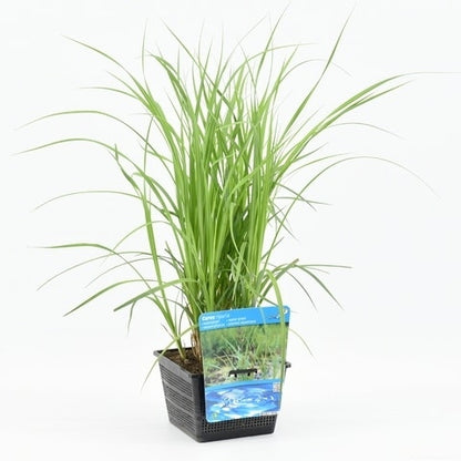 Oeverzegge (Carex Riparia)