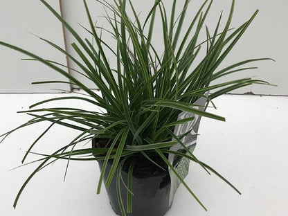  Zegge (Carex Morrowii 'Variegata')
