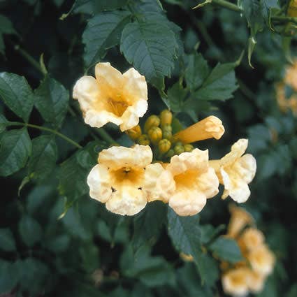 Trompetbloem (Campsis Radicans 'Flava')