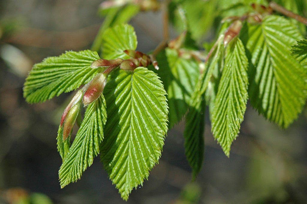  Grote Haagbeuk (Carpinus Betulus)