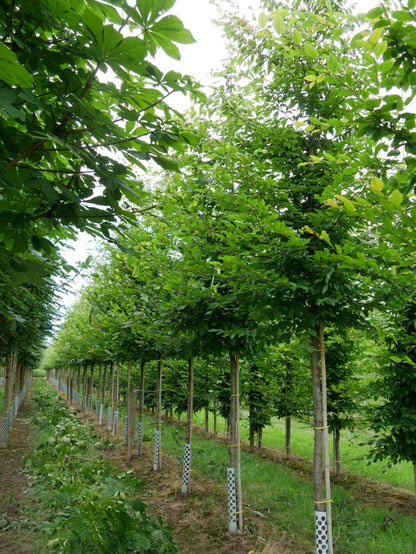  Grote Haagbeuk (Carpinus Betulus)
