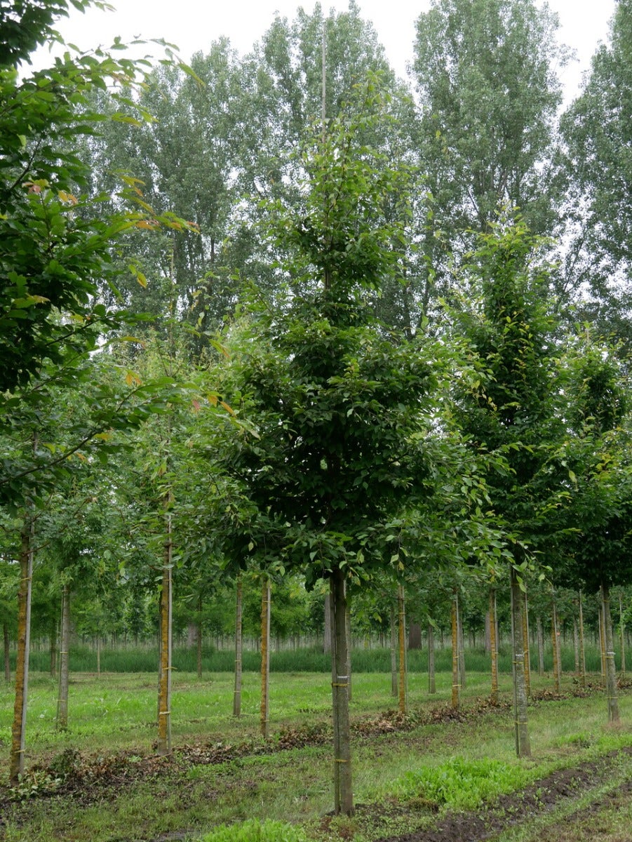  Grote Haagbeuk (Carpinus Betulus)