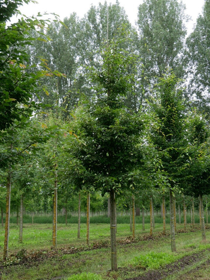  Grote Haagbeuk (Carpinus Betulus)