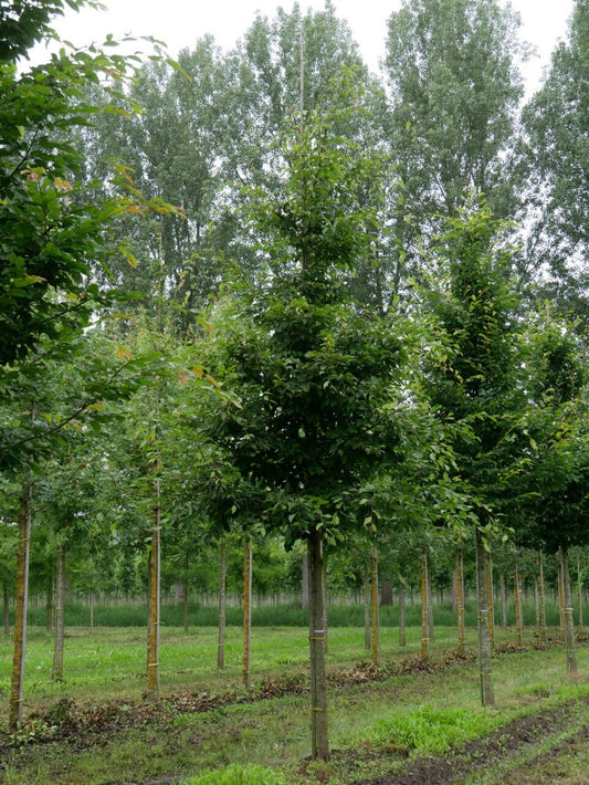  Grote Haagbeuk (Carpinus Betulus)