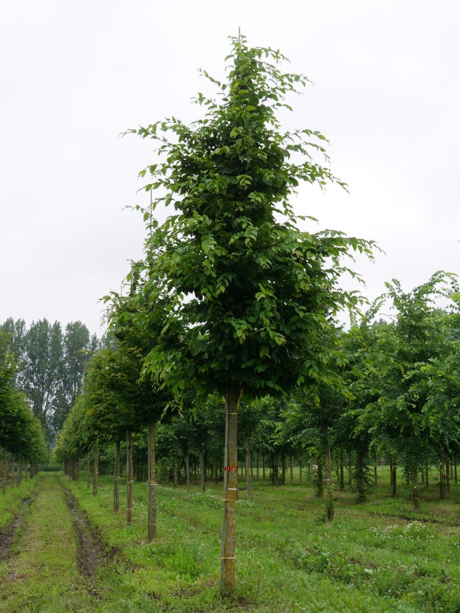  Grote Haagbeuk (Carpinus Betulus)