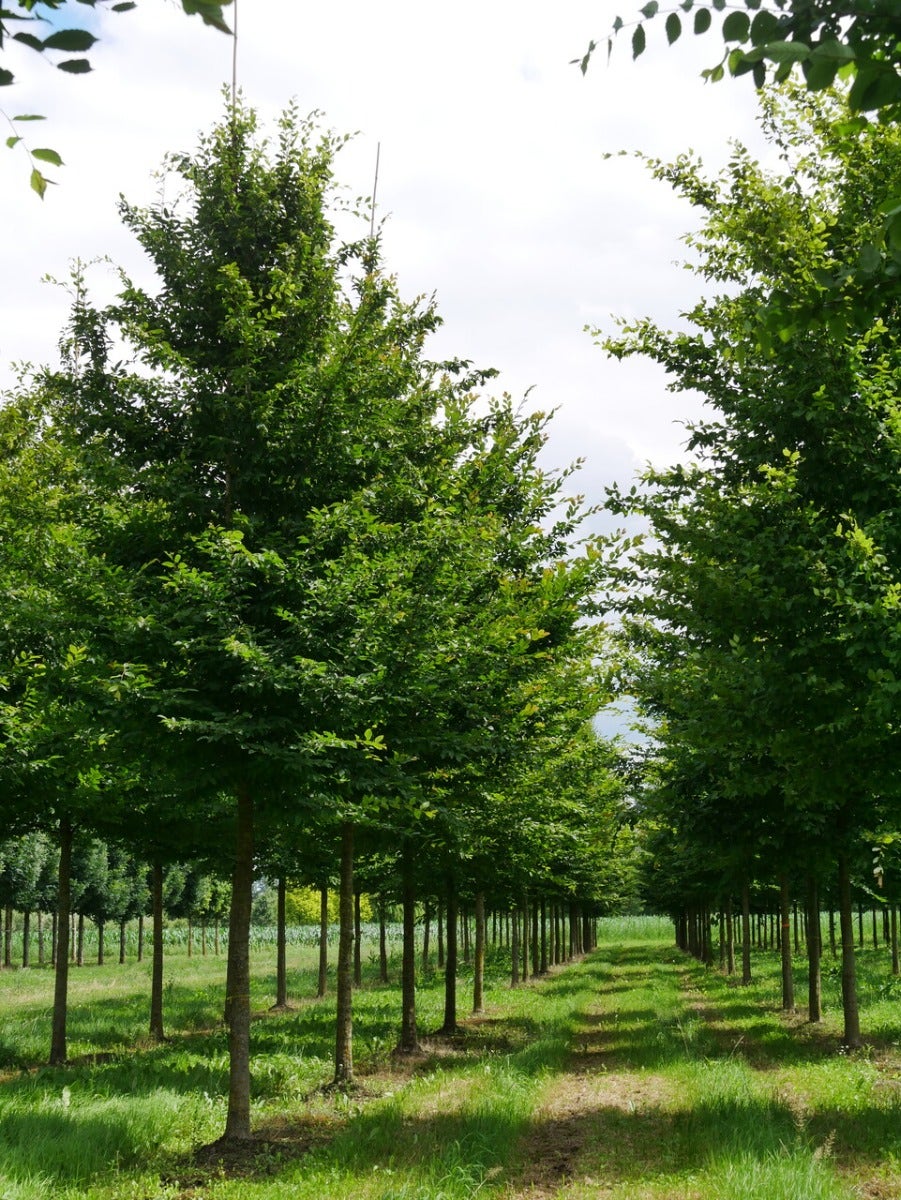  Grote Haagbeuk (Carpinus Betulus)