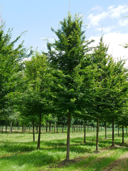  Grote Haagbeuk (Carpinus Betulus)