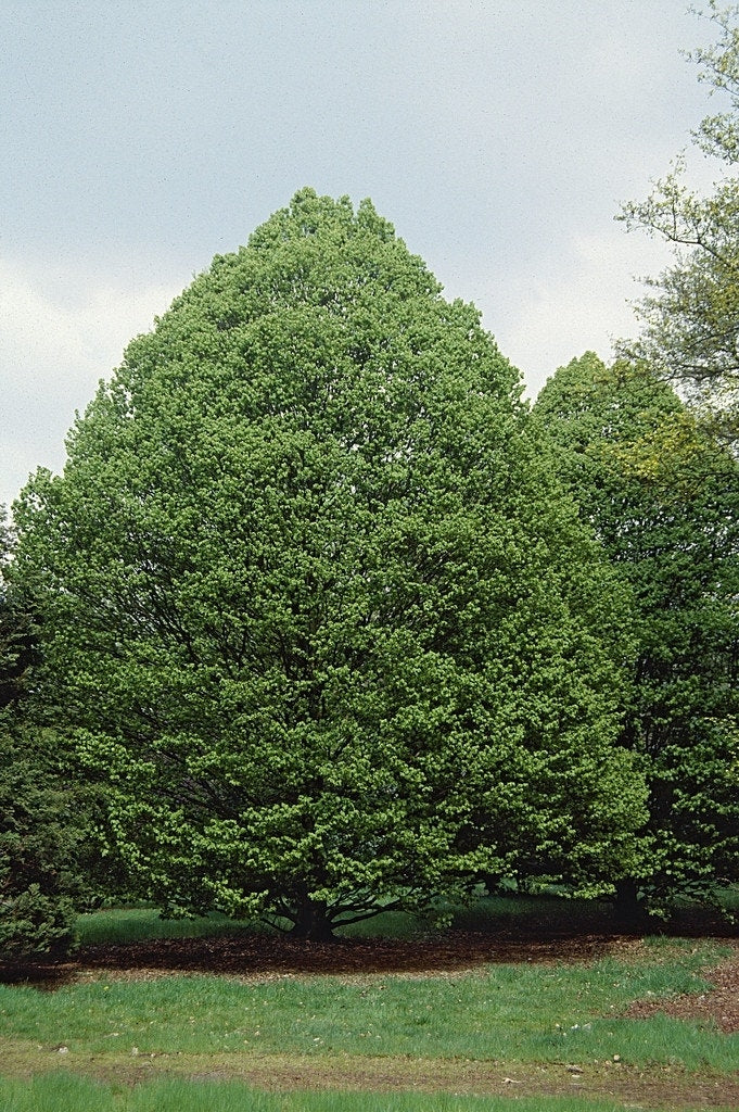  Haagbeuk Als Boom (Carpinus Betulus)