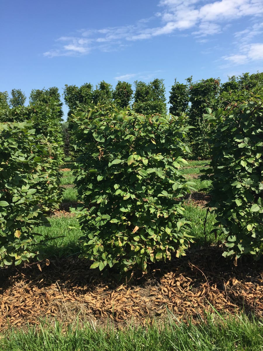  Haagbeuk Als Haagelement (Carpinus Betulus)