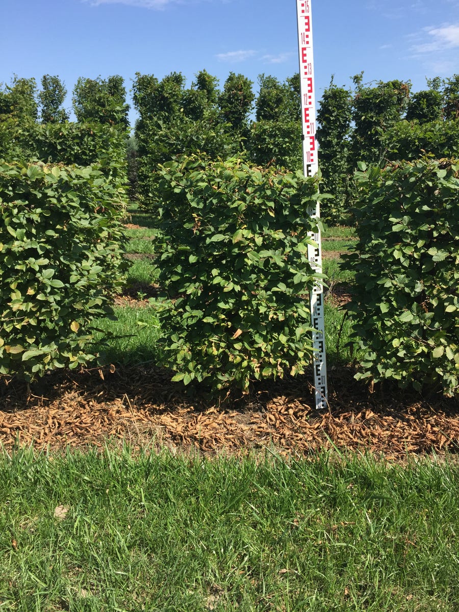  Haagbeuk Als Haagelement (Carpinus Betulus)