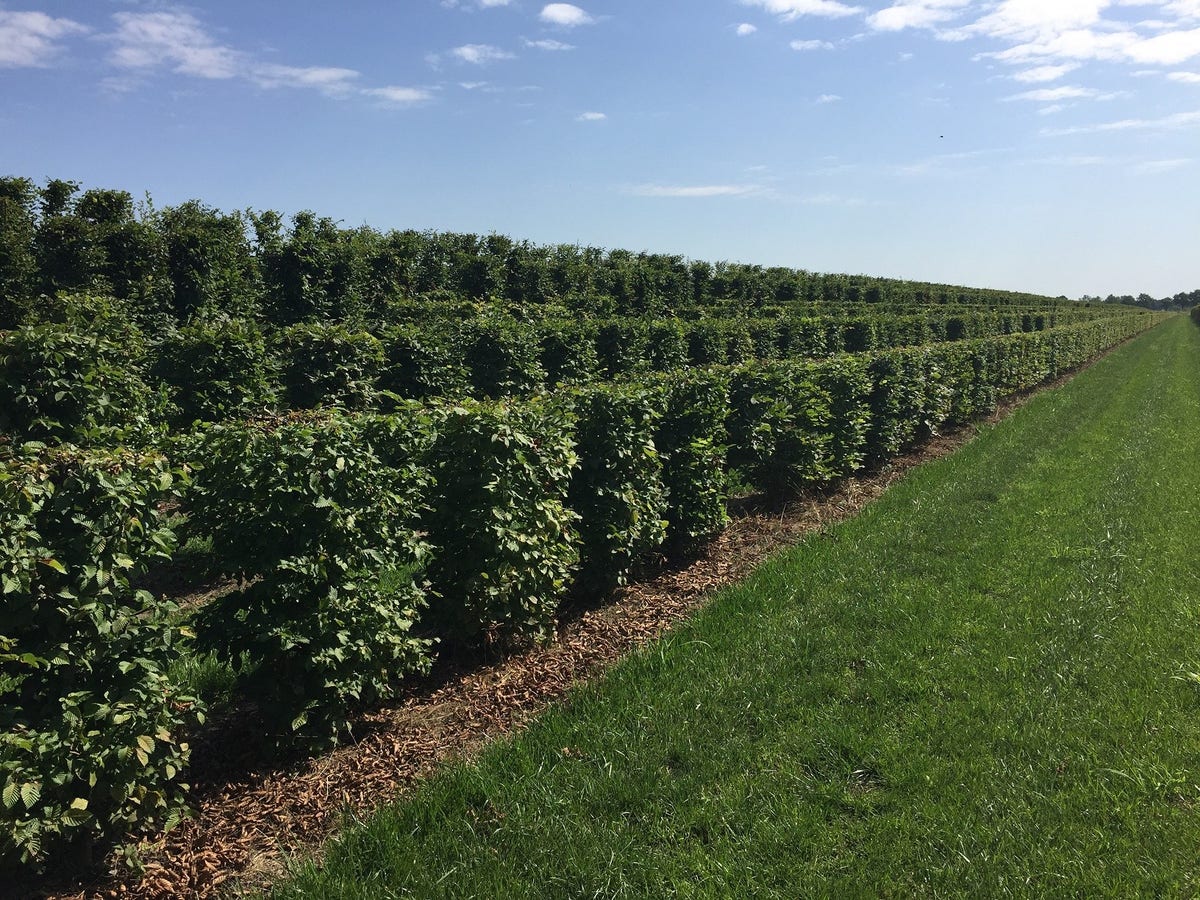  Haagbeuk Als Haagelement (Carpinus Betulus)