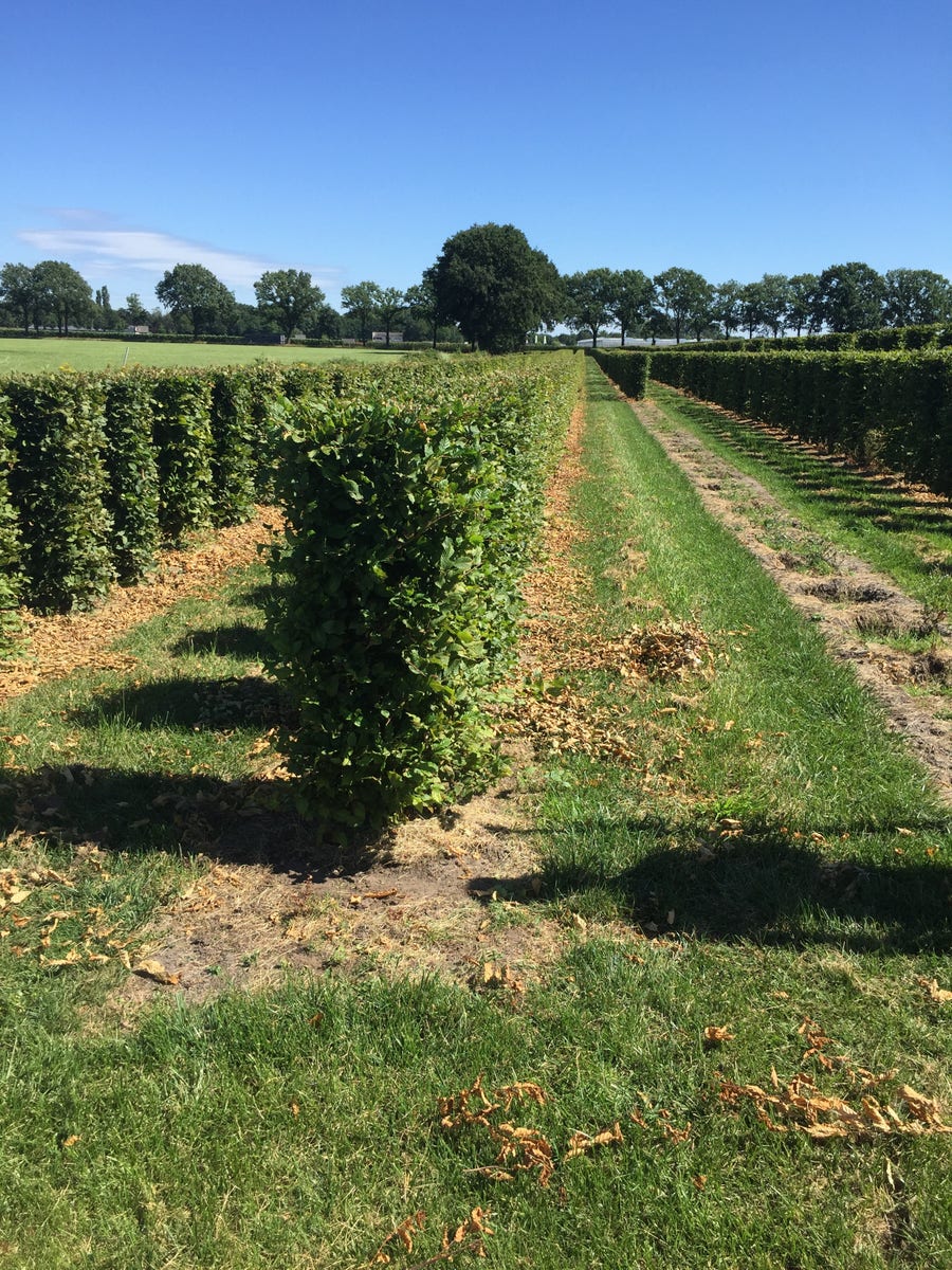  Haagbeuk Als Haagelement (Carpinus Betulus)