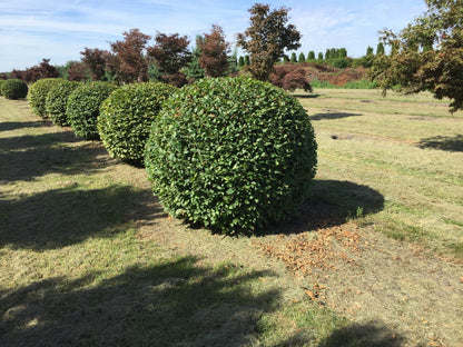  Haagbeuk Als Bolvorm (Carpinus Betulus)