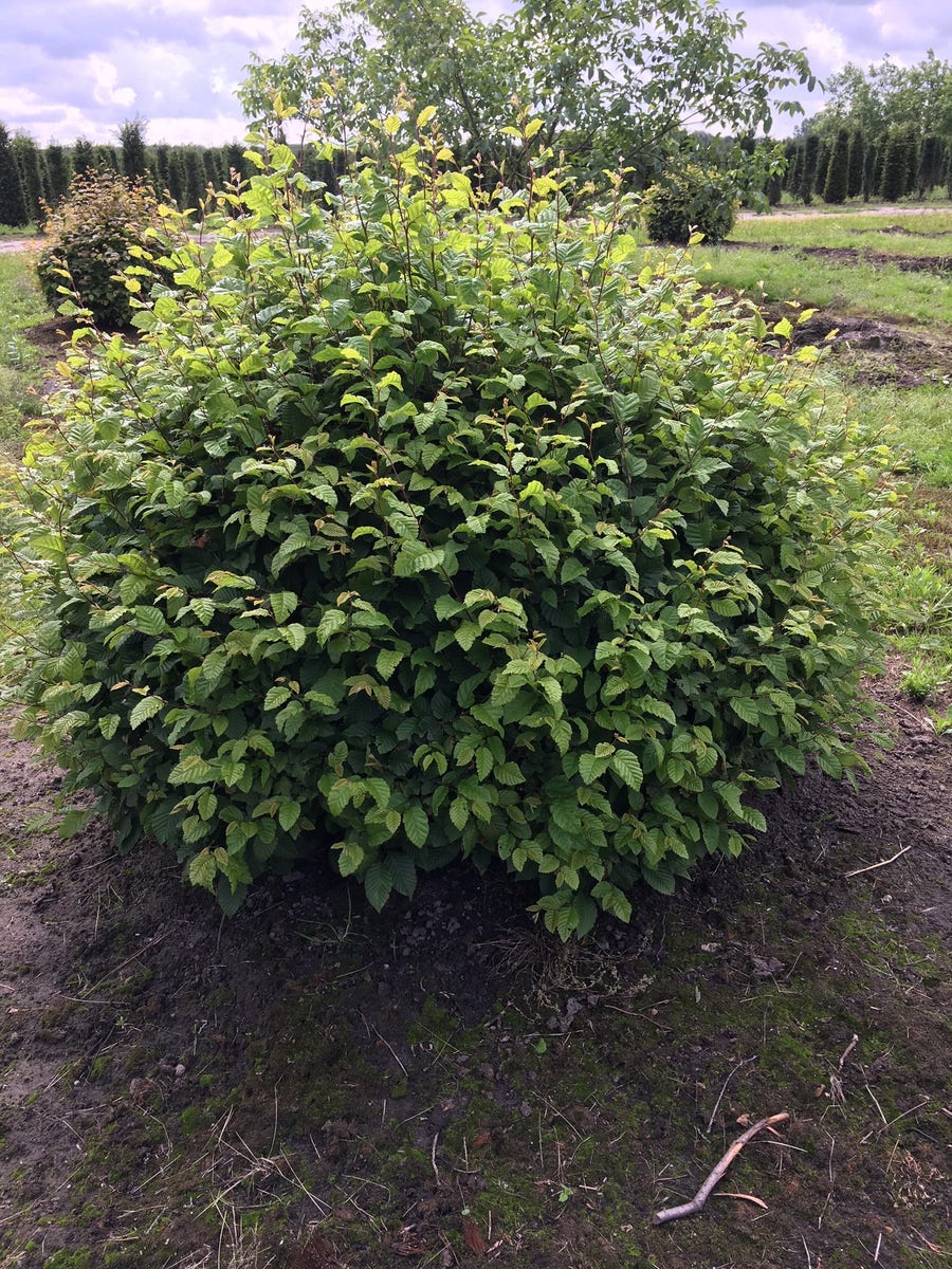  Haagbeuk Als Bolvorm (Carpinus Betulus)
