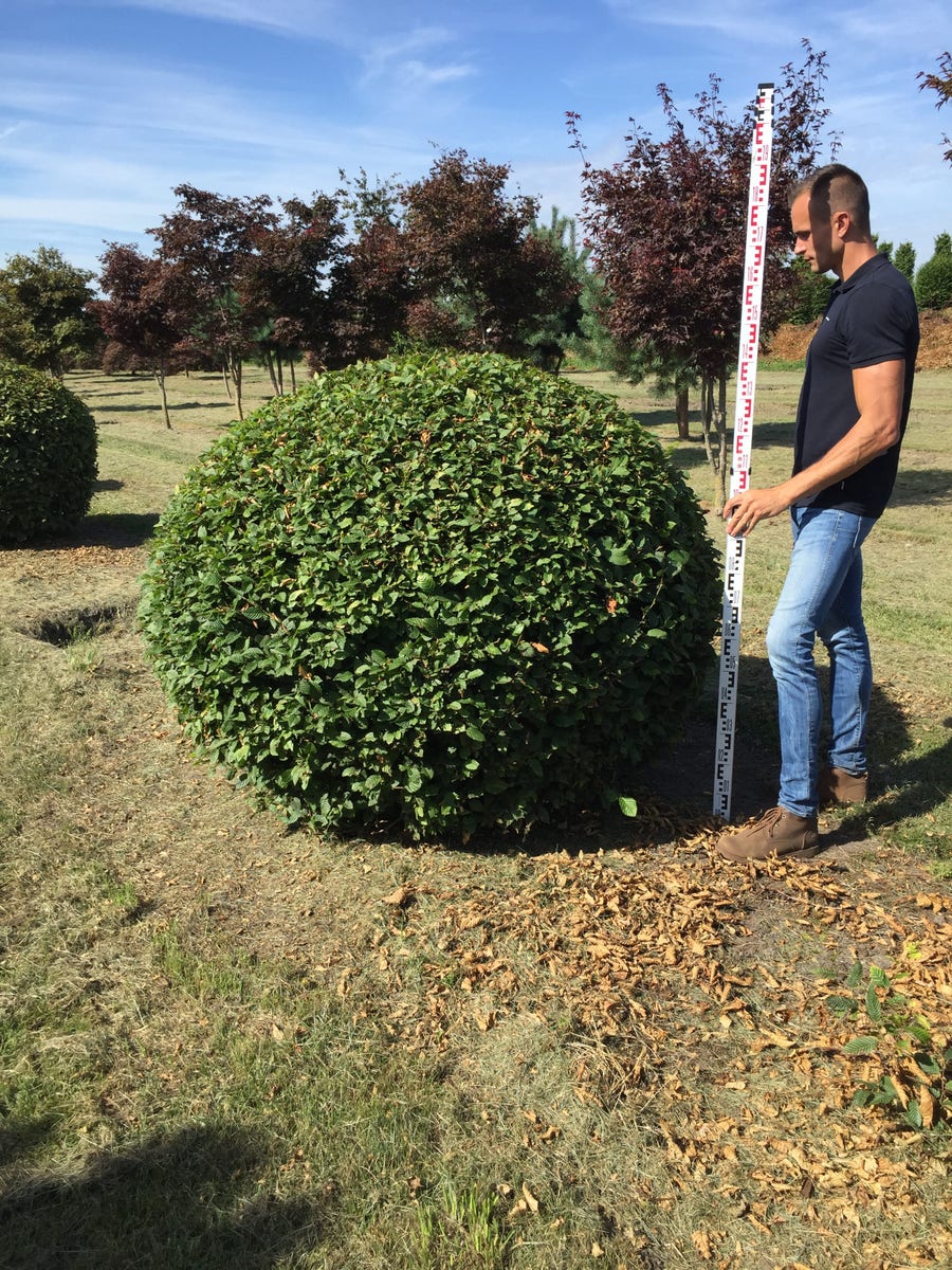  Haagbeuk Als Bolvorm (Carpinus Betulus)