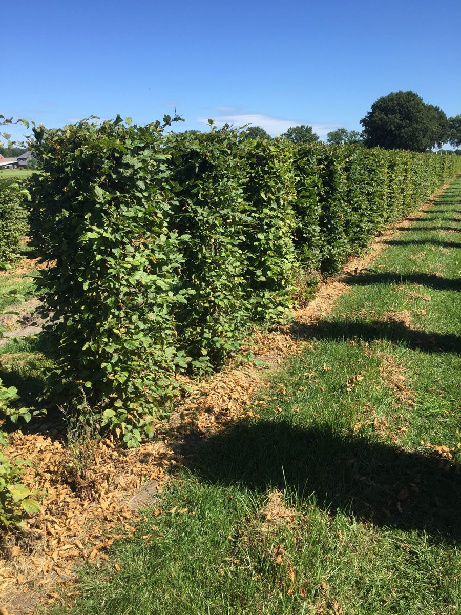  Haagbeuk Als Haagelement (Carpinus Betulus)