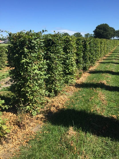  Haagbeuk Als Haagelement (Carpinus Betulus)