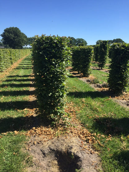  Haagbeuk Als Haagelement (Carpinus Betulus)