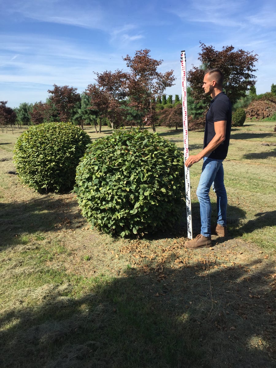  Haagbeuk Als Bolvorm (Carpinus Betulus)