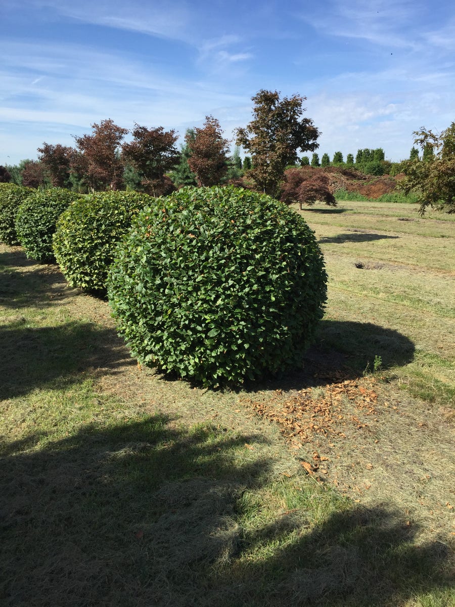  Haagbeuk Als Bolvorm (Carpinus Betulus)