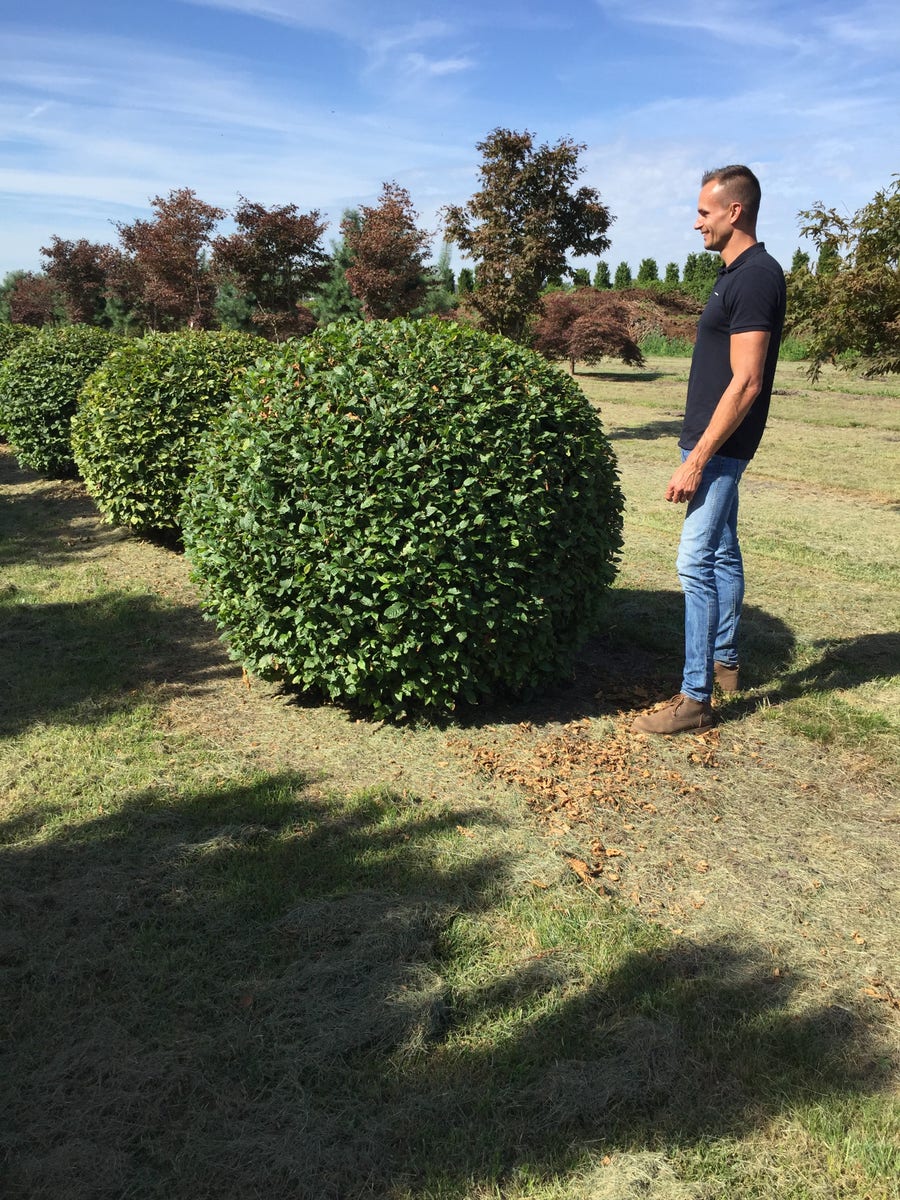  Haagbeuk Als Bolvorm (Carpinus Betulus)