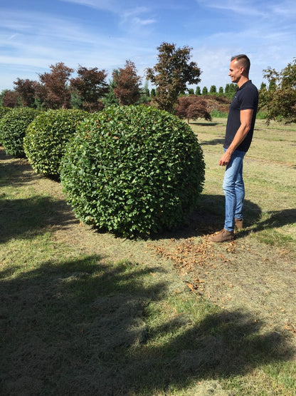  Haagbeuk Als Bolvorm (Carpinus Betulus)